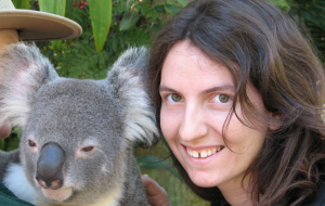 koala_moi